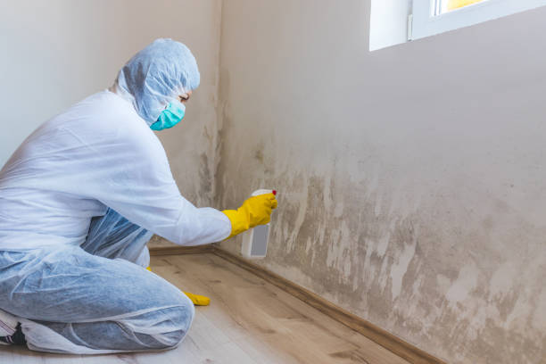 Licensed Basement Mold Remediation service in Lexington, NC - WQB Mold Removal
