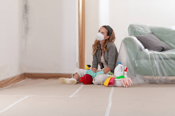 Reliable Basement Mold Remediation contractor in Lexington, NC by WQB Mold Removal