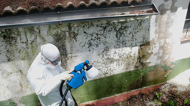 Top rated local Basement Mold Remediation specialists in Lexington, NC